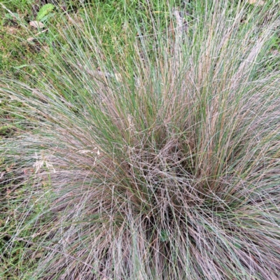 Poa (genus) (A Snow Grass) at Mount Majura - 21 Feb 2024 by abread111