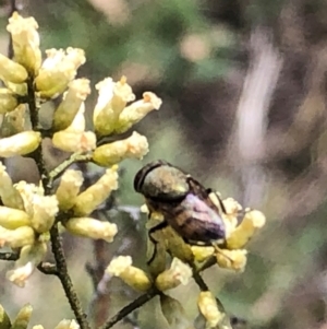 Stomorhina sp. (genus) at Farrer Ridge NR  (FAR) - 22 Feb 2024