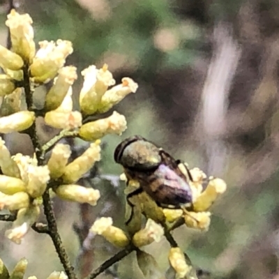 Stomorhina sp. (genus) (Snout fly) at Farrer Ridge - 22 Feb 2024 by melchapman