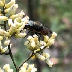 Stomorhina sp. (genus) at Farrer Ridge NR  (FAR) - 22 Feb 2024