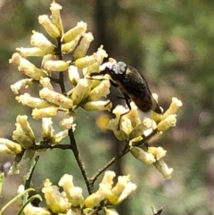 Stomorhina sp. (genus) at Farrer Ridge NR  (FAR) - 22 Feb 2024