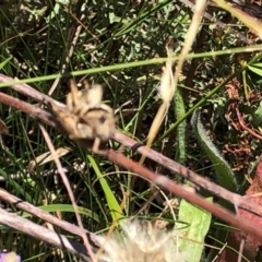 Unidentified Grasshopper, Cricket or Katydid (Orthoptera) at Farrer Ridge NR  (FAR) - 22 Feb 2024 by melchapman