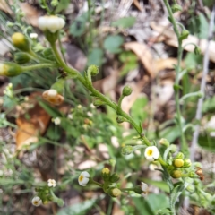 Hackelia suaveolens (Sweet Hounds Tongue) at Watson, ACT - 21 Feb 2024 by abread111