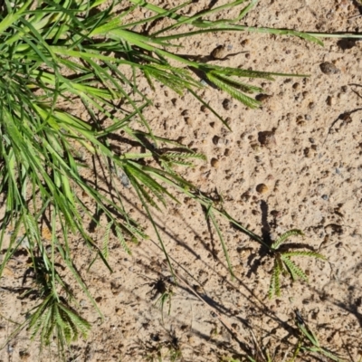 Eleusine indica (Crowsfoot Grass) at Phillip, ACT - 22 Feb 2024 by Mike