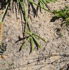 Eleusine indica at Phillip, ACT - 22 Feb 2024