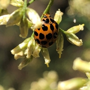 Harmonia conformis at Undefined Area - 22 Feb 2024 12:38 PM