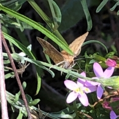 Scopula rubraria (Reddish Wave, Plantain Moth) at Farrer, ACT - 22 Feb 2024 by melchapman