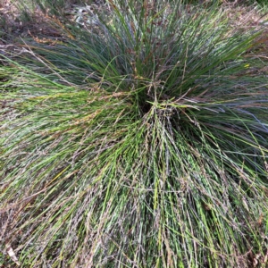 Lepidosperma laterale at Mount Majura - 21 Feb 2024