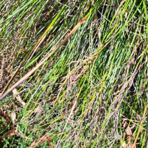 Lepidosperma laterale at Mount Majura - 21 Feb 2024 03:55 PM