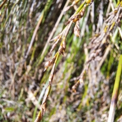 Lepidosperma laterale at Mount Majura - 21 Feb 2024