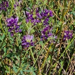 Medicago sativa (Lucerne, Alfalfa) at Mawson, ACT - 22 Feb 2024 by Mike