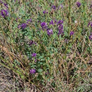 Medicago sativa at Mawson Ponds - 22 Feb 2024