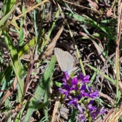 Zizina otis (Common Grass-Blue) at Mawson, ACT - 22 Feb 2024 by Mike