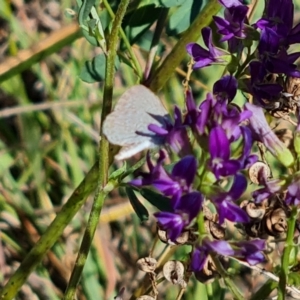 Zizina otis at Mawson Ponds - 22 Feb 2024