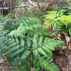 Pteridium esculentum (Bracken) at Mount Majura - 21 Feb 2024 by abread111