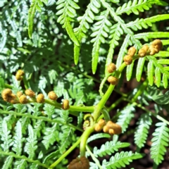 Pteridium esculentum at Mount Majura - 21 Feb 2024