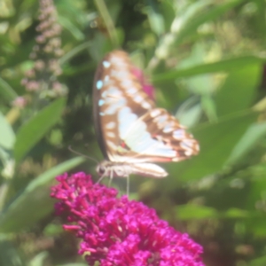 Graphium eurypylus at QPRC LGA - 22 Feb 2024