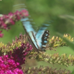 Graphium eurypylus at QPRC LGA - 22 Feb 2024