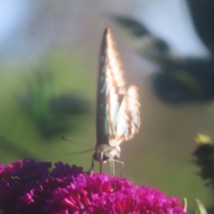 Graphium eurypylus at QPRC LGA - 22 Feb 2024