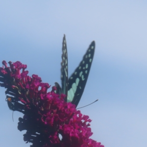 Graphium eurypylus at QPRC LGA - 22 Feb 2024