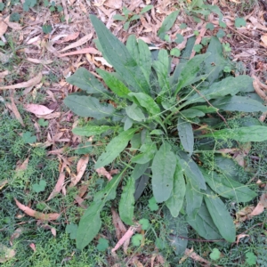 Cynoglossum australe at Mount Majura - 21 Feb 2024 04:04 PM