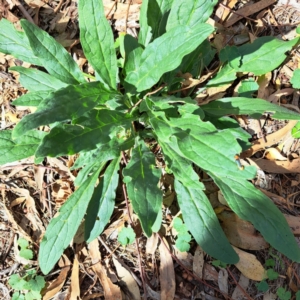 Cynoglossum australe at Mount Majura - 21 Feb 2024 04:04 PM