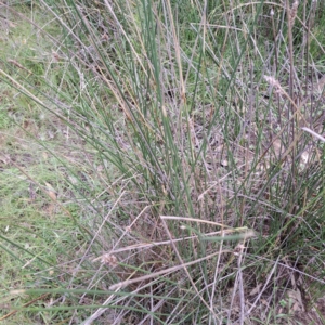 Carex tereticaulis at Mount Majura - 1 Mar 2024