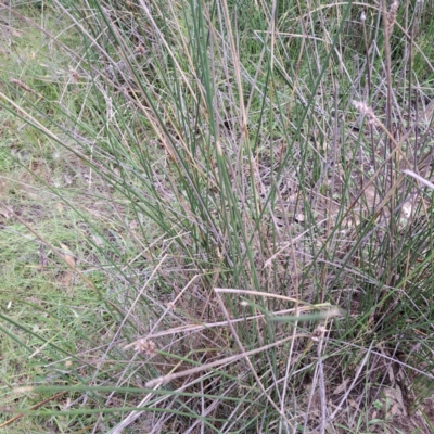 Carex tereticaulis (Poongort) at Watson, ACT - 1 Mar 2024 by abread111