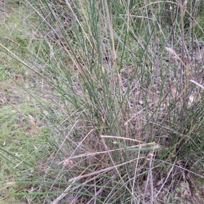 Carex appressa (Tall Sedge) at Mount Majura - 21 Feb 2024 by abread111