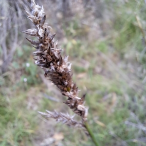 Carex tereticaulis at Mount Majura - 1 Mar 2024