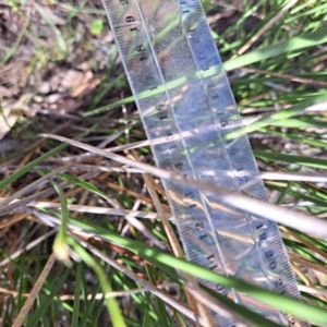 Carex tereticaulis at Mount Majura - 1 Mar 2024