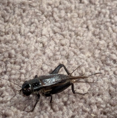 Teleogryllus commodus (Black Field Cricket) at Watson, ACT - 22 Feb 2024 by AniseStar