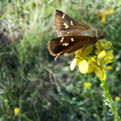 Dispar compacta (Barred Skipper) at Watson, ACT - 21 Feb 2024 by abread111