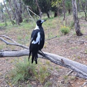 Gymnorhina tibicen at Mount Majura - 21 Feb 2024 05:07 PM