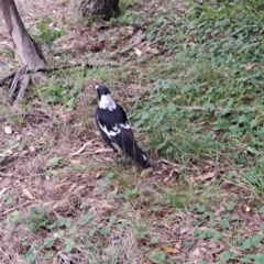 Gymnorhina tibicen at Mount Majura - 21 Feb 2024 05:07 PM