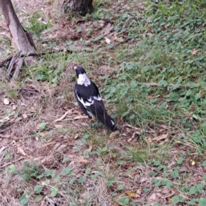 Gymnorhina tibicen at Mount Majura - 21 Feb 2024 05:07 PM