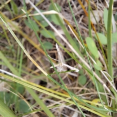 Platyptilia celidotus (Plume Moth) at Mount Majura - 21 Feb 2024 by abread111