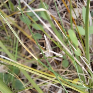 Platyptilia celidotus at Mount Majura - 21 Feb 2024