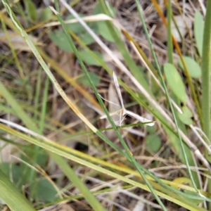 Platyptilia celidotus at Mount Majura - 21 Feb 2024