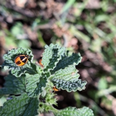 Agonoscelis rutila (Horehound bug) at Watson, ACT - 21 Feb 2024 by abread111