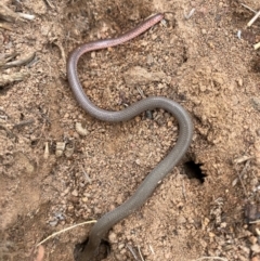 Aprasia parapulchella (Pink-tailed Worm-lizard) at Molonglo River Reserve - 20 Feb 2024 by nic.jario