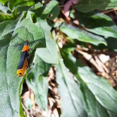 Chauliognathus tricolor (Tricolor soldier beetle) at Mount Majura - 21 Feb 2024 by abread111