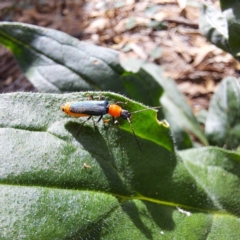 Chauliognathus tricolor at Mount Majura - 21 Feb 2024 04:05 PM