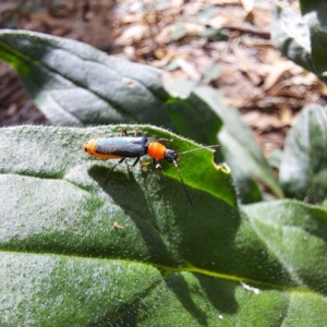 Chauliognathus tricolor at Mount Majura - 21 Feb 2024 04:05 PM