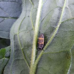 Coccinellidae (family) at Mount Majura - 21 Feb 2024