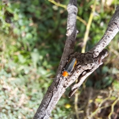 Chauliognathus tricolor (Tricolor soldier beetle) at Mount Majura - 21 Feb 2024 by abread111