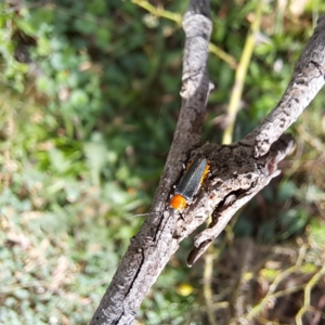 Chauliognathus tricolor at Mount Majura - 21 Feb 2024