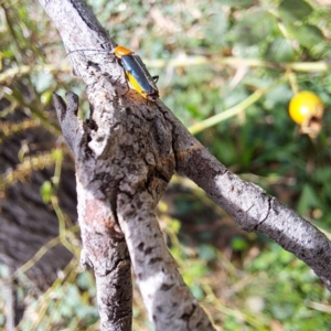 Chauliognathus tricolor at Mount Majura - 21 Feb 2024