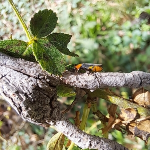 Chauliognathus tricolor at Mount Majura - 21 Feb 2024