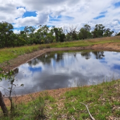 Chenonetta jubata at Mount Majura - 21 Feb 2024